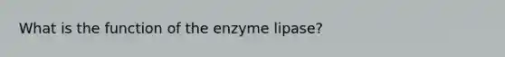 What is the function of the enzyme lipase?