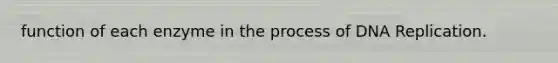 function of each enzyme in the process of DNA Replication.