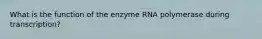 What is the function of the enzyme RNA polymerase during transcription?