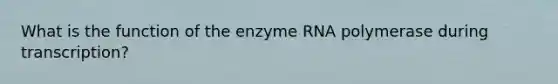 What is the function of the enzyme RNA polymerase during transcription?