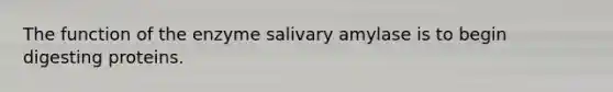 The function of the enzyme salivary amylase is to begin digesting proteins.