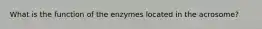 What is the function of the enzymes located in the acrosome?