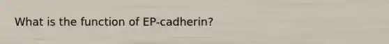 What is the function of EP-cadherin?