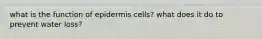 what is the function of epidermis cells? what does it do to prevent water loss?