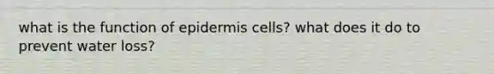 what is the function of epidermis cells? what does it do to prevent water loss?