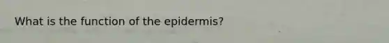 What is the function of the epidermis?