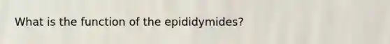 What is the function of the epididymides?