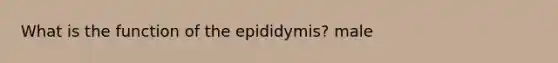 What is the function of the epididymis? male