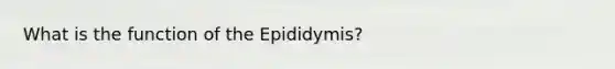 What is the function of the Epididymis?