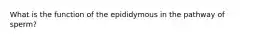 What is the function of the epididymous in the pathway of sperm?