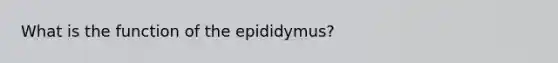 What is the function of the epididymus?