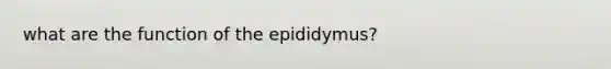 what are the function of the epididymus?