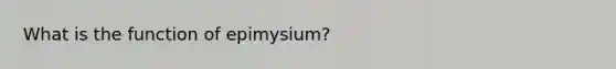 What is the function of epimysium?