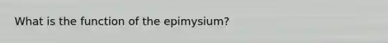 What is the function of the epimysium?