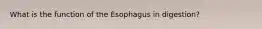 What is the function of the Esophagus in digestion?