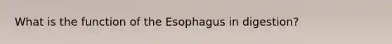 What is the function of the Esophagus in digestion?