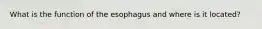 What is the function of the esophagus and where is it located?