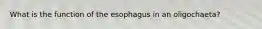 What is the function of the esophagus in an oligochaeta?