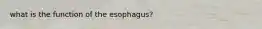 what is the function of the esophagus?