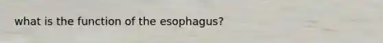 what is the function of the esophagus?