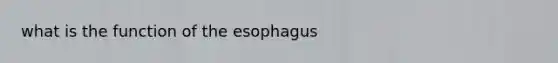 what is the function of the esophagus