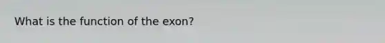 What is the function of the exon?