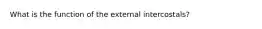 What is the function of the external intercostals?