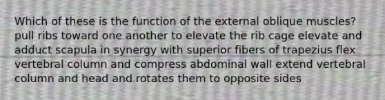 Which of these is the function of the external oblique muscles? pull ribs toward one another to elevate the rib cage elevate and adduct scapula in synergy with superior fibers of trapezius flex vertebral column and compress abdominal wall extend vertebral column and head and rotates them to opposite sides