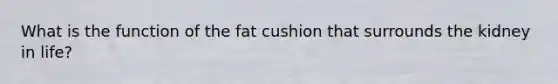 What is the function of the fat cushion that surrounds the kidney in life?