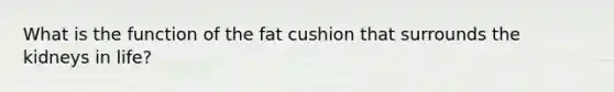 What is the function of the fat cushion that surrounds the kidneys in life?