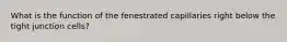 What is the function of the fenestrated capillaries right below the tight junction cells?