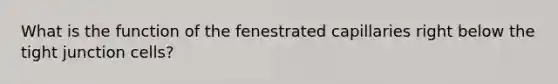 What is the function of the fenestrated capillaries right below the tight junction cells?