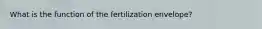 What is the function of the fertilization envelope?