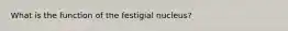 What is the function of the festigial nucleus?