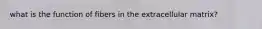 what is the function of fibers in the extracellular matrix?