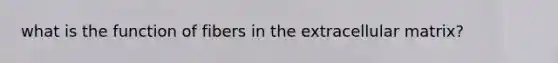 what is the function of fibers in the extracellular matrix?