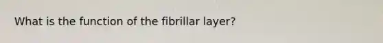 What is the function of the fibrillar layer?