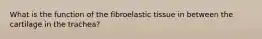 What is the function of the fibroelastic tissue in between the cartilage in the trachea?