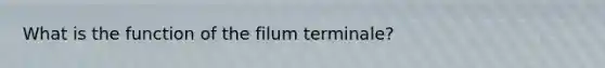 What is the function of the filum terminale?