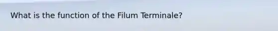 What is the function of the Filum Terminale?