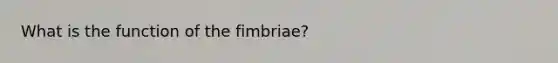 What is the function of the fimbriae?