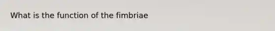 What is the function of the fimbriae