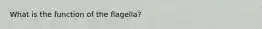 What is the function of the flagella?