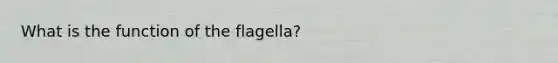 What is the function of the flagella?