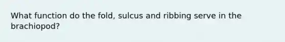 What function do the fold, sulcus and ribbing serve in the brachiopod?