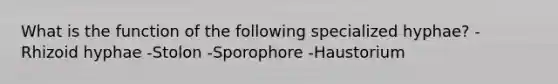 What is the function of the following specialized hyphae? -Rhizoid hyphae -Stolon -Sporophore -Haustorium