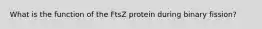 What is the function of the FtsZ protein during binary fission?