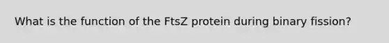 What is the function of the FtsZ protein during binary fission?