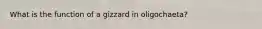 What is the function of a gizzard in oligochaeta?