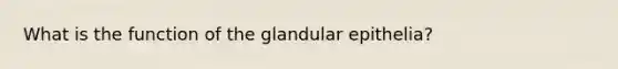 What is the function of the glandular epithelia?